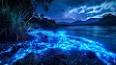 The Fascinating World of Bioluminescence: Nature's Living Lights ile ilgili video