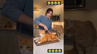 Never cut a Cat cake in front of Cat 🎂