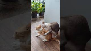 #cute #cat #kitten #funny #love #viral #pets #life #shorts #video #endfield