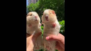 Guinea Pig Cup Cheers🥂 #Cute #Pets #Guineapig #Shorts