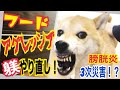 【柴犬 もみさん】ポチパパを参考に躾のやり直し！成犬のフードアグレッシブ勃発！改善方法　膀胱炎の3次災害！？　How to cure the threat of Shiba Inu Momisan