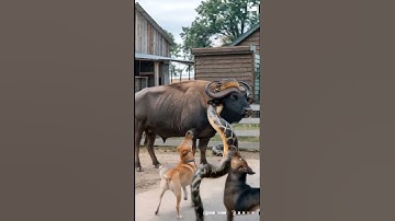 Buffalo Vs Python fight #animallife #animals #wildlife #varalvideo #youtubshurt