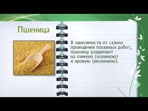 Пшеница