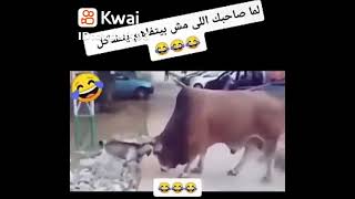 لما صحبك الغشيم يتخانق