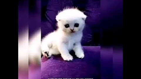 Watch the video about Cute Exotic Kittens for sale
