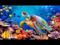 [NEW] 11H Stunning 4K Underwater Wonders - Relaxing Music | Coral Reefs, Fish &amp; Colorful Sea Life