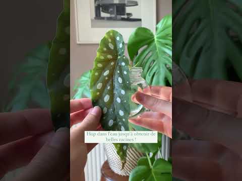 Vidéo: Propagation des bégonias : enracinement des bégonias à partir de boutures