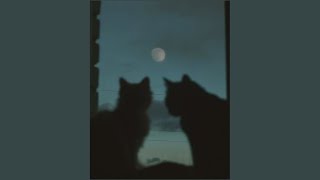 A calm night time playlist +timestamps