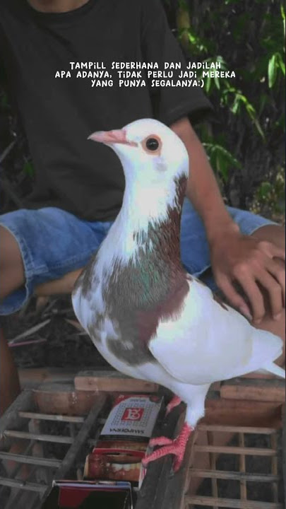 STORY WA MERPATI || #merpatikolong #shortvideo #merpati #shorts