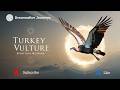 Seeing a Turkey Vulture? The Spiritual Meaning May Surprise You