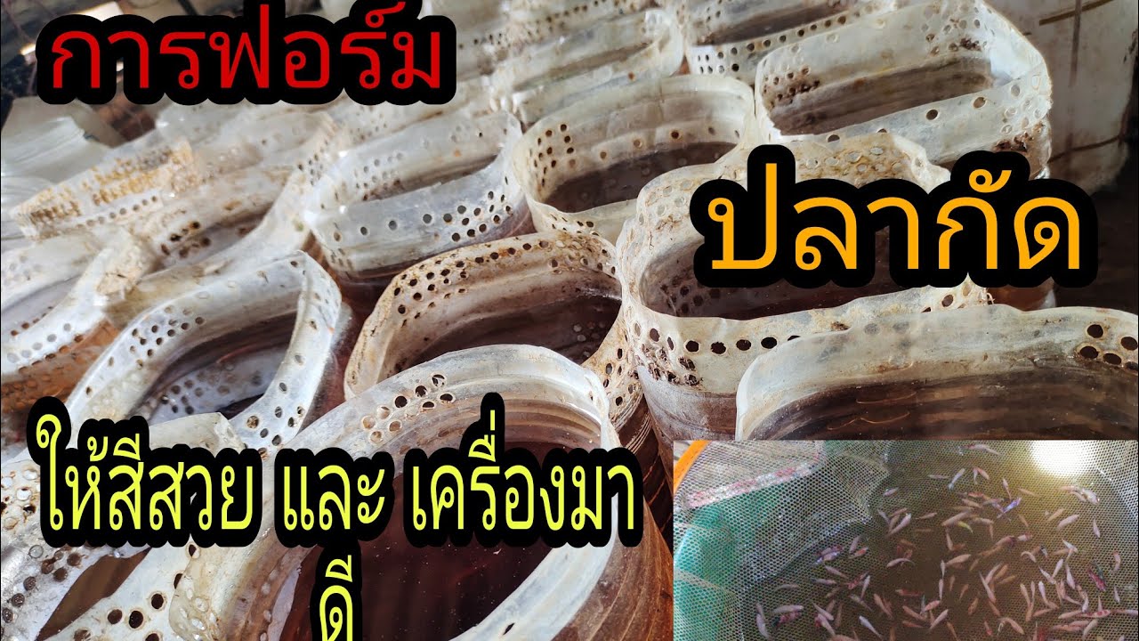 การฟอร์มปลากัด ให้สีเต็มและเครื่องสวย