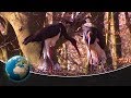 Black storks - returnees to German forests
