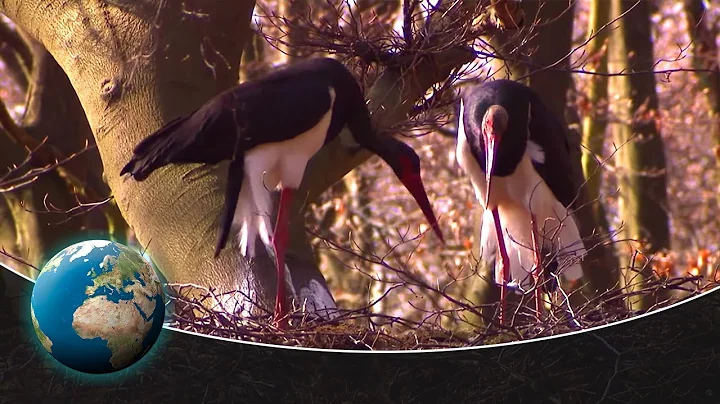 Black storks - returnees to German forests - DayDayNews