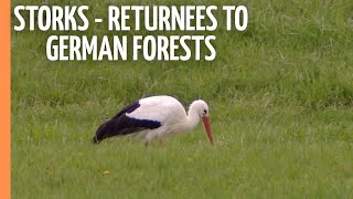 Download Lagu Black storks - returnees to German forests | Full Documentary MP3
