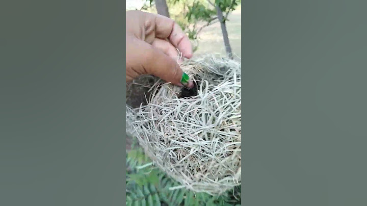 #natural चिड़िया का घोंसला कैसे बना हैं देखिए #viral