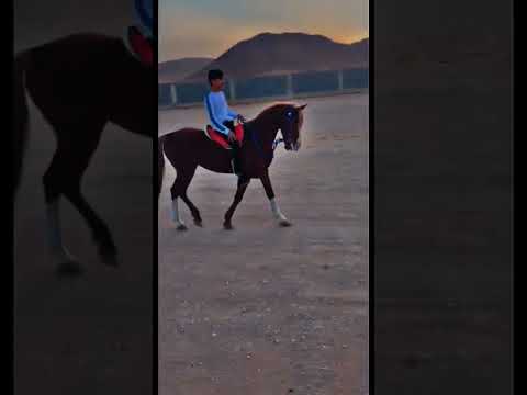 الخيل من خيالها اشتراك Short Shorts 