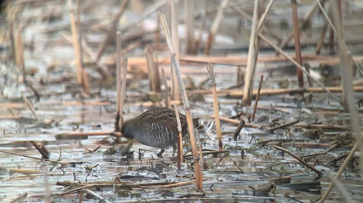 Sora Waukegan  Beach