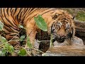 Dallas Zoo's New Sumatran Tiger Explores With Confidence