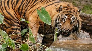 Dallas Zoo's New Sumatran Tiger Explores With Confidence