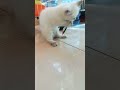 Cat Kjyt Nhfr Nhguv Ngh Cat Kjyt Nhfr Nhguv Ngh