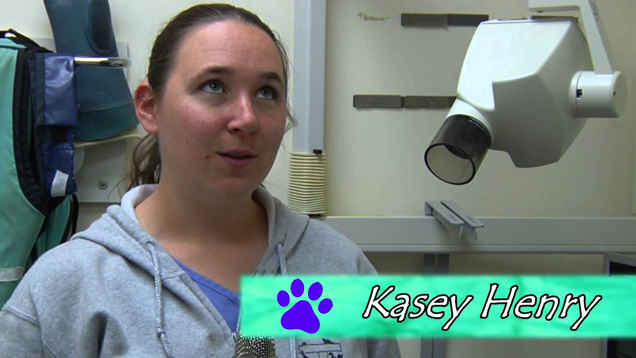 vet-tech-youtube
