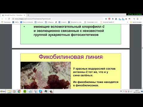 Video: Хламидомоналарда хлоропласт барбы?