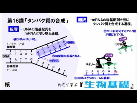 高校講座 生物基礎 第16講 タンパク質の合成 Youtube 高校講座 生物基礎 第16講 タンパク質の合成 Youtube