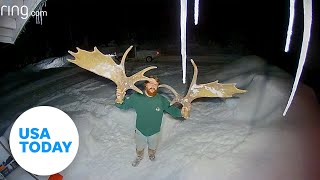 Ring video captures a moose shedding massive antlers with one shake | USA TODAY