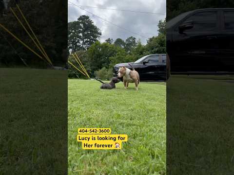 Who Would Love To Have Lucy In There Home Sskk Viral Viralvideo Shorts Puppy Fyp Puppy