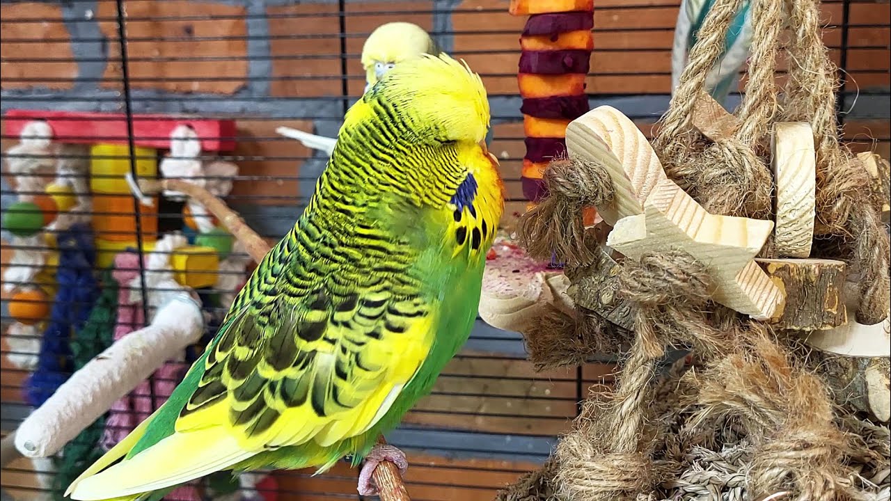 7 hours of budgie sounds with background noise for relaxation