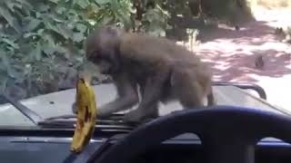 Brillient Monkey