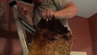 Huge Beehive  Found In Their Bathroom Ceiling