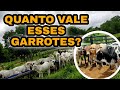 APARTANDO PARA VENDER | QUANTO VALE ESSES GARROTES?