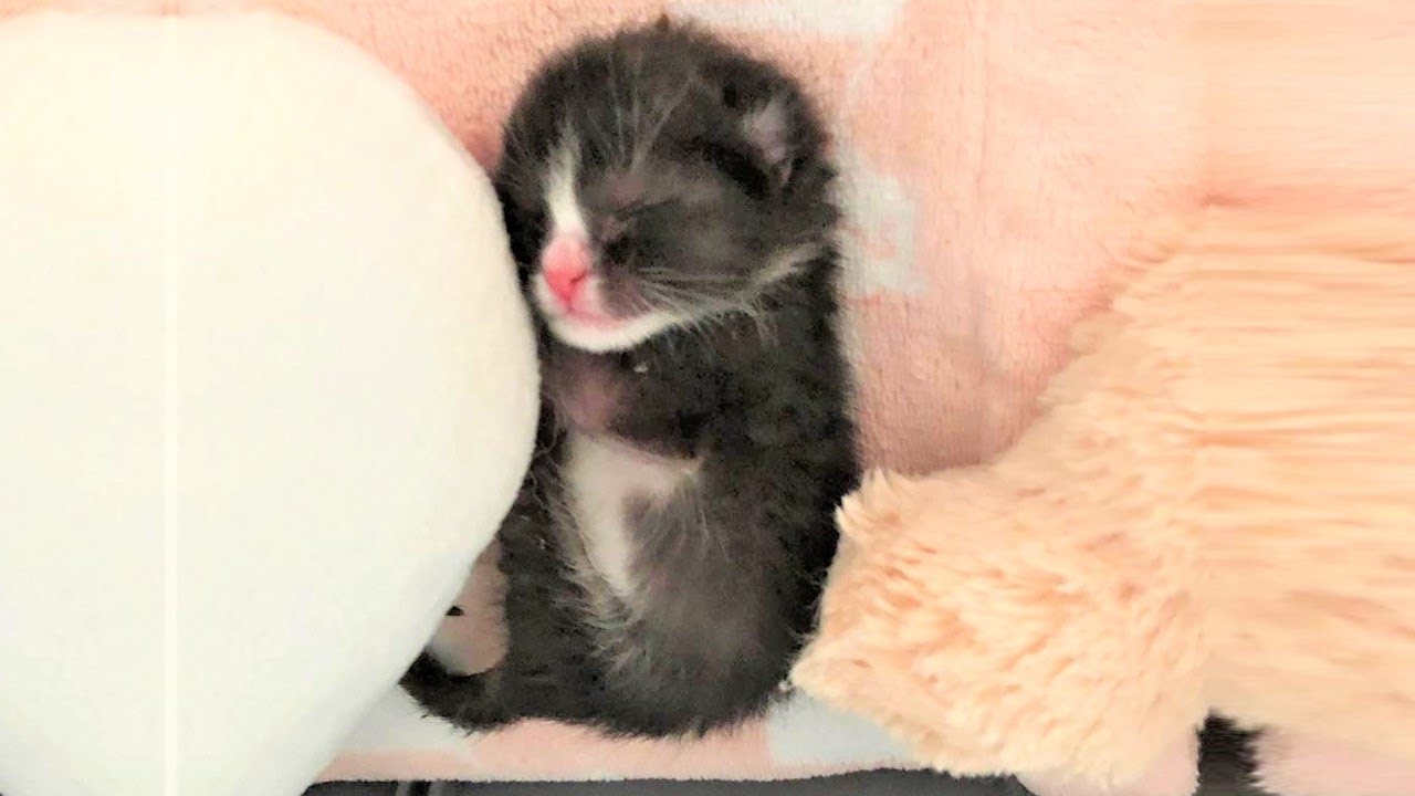Pint sized Kitten with Floppy Ear Blossoms into Beautiful Tuxedo