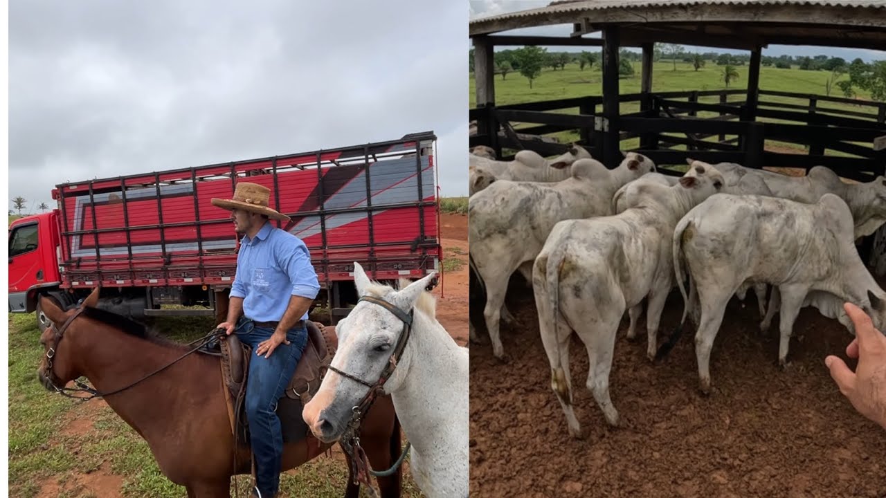 Estreando o caminhão na fazenda! Transportando garrotes no acelo 815 boiadeiro para a engorda!