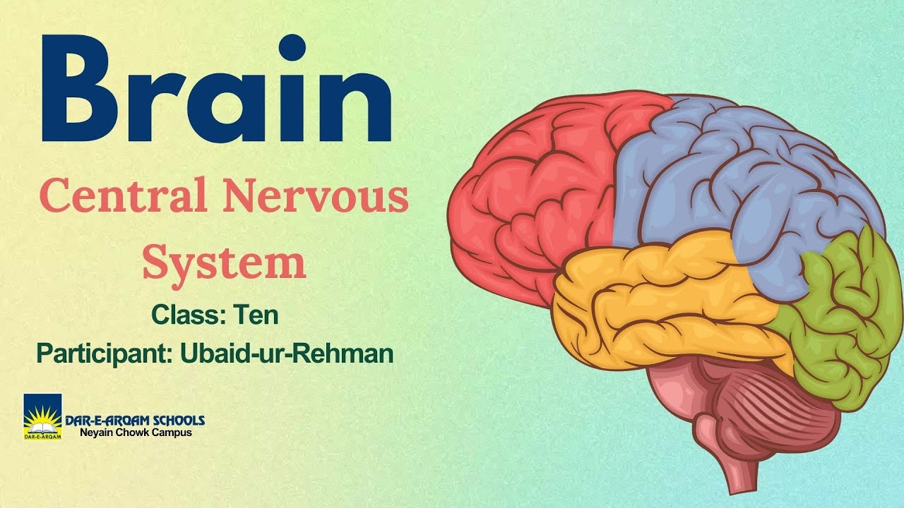 Brain Central Nervous System - YouTube