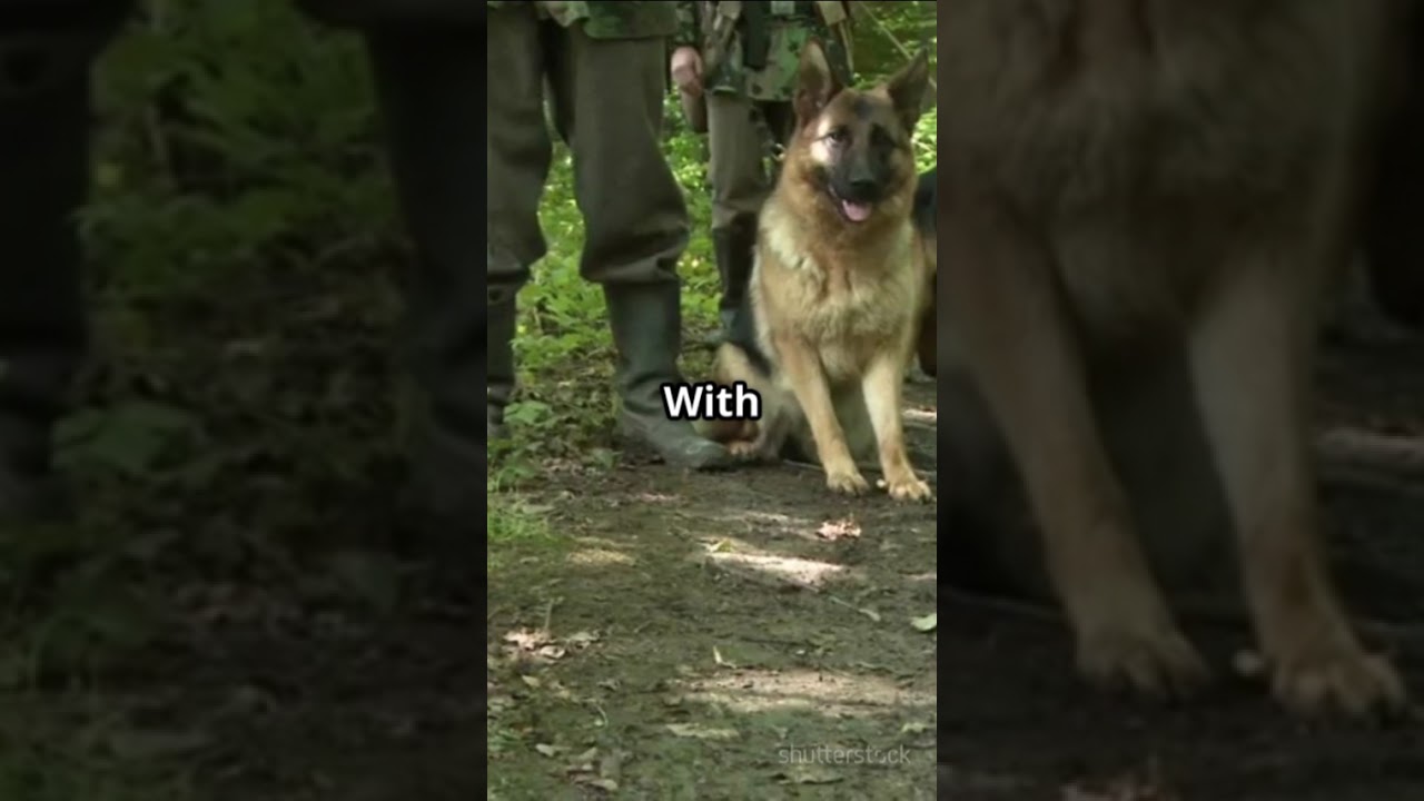 The Soviet Suicide Dog Battalion of WWII 
