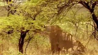 Lioness attacks Cheetah