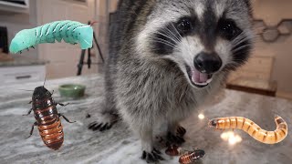 Will my pet raccoon eat bugs?  Sickening Results!! by Tito The Raccoon 578,720 views 2 years ago 12 minutes, 34 seconds