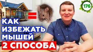 Грызуны любят каркасный дом? | Как защитить каркасный дом от мыши