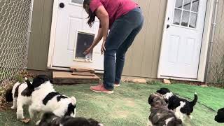 Doggie door training