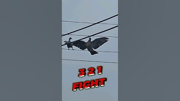 Settling dispute the bird way #birdfight #viral #viralshorts