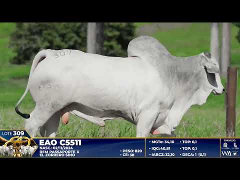 LOTE 309
