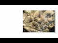 Earth's History Quiz