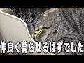 【絶望】想像と違った！保護猫２匹を同時に引き取ったら理想と現実が違いすぎた！けど1年経った結果...【1年密着】