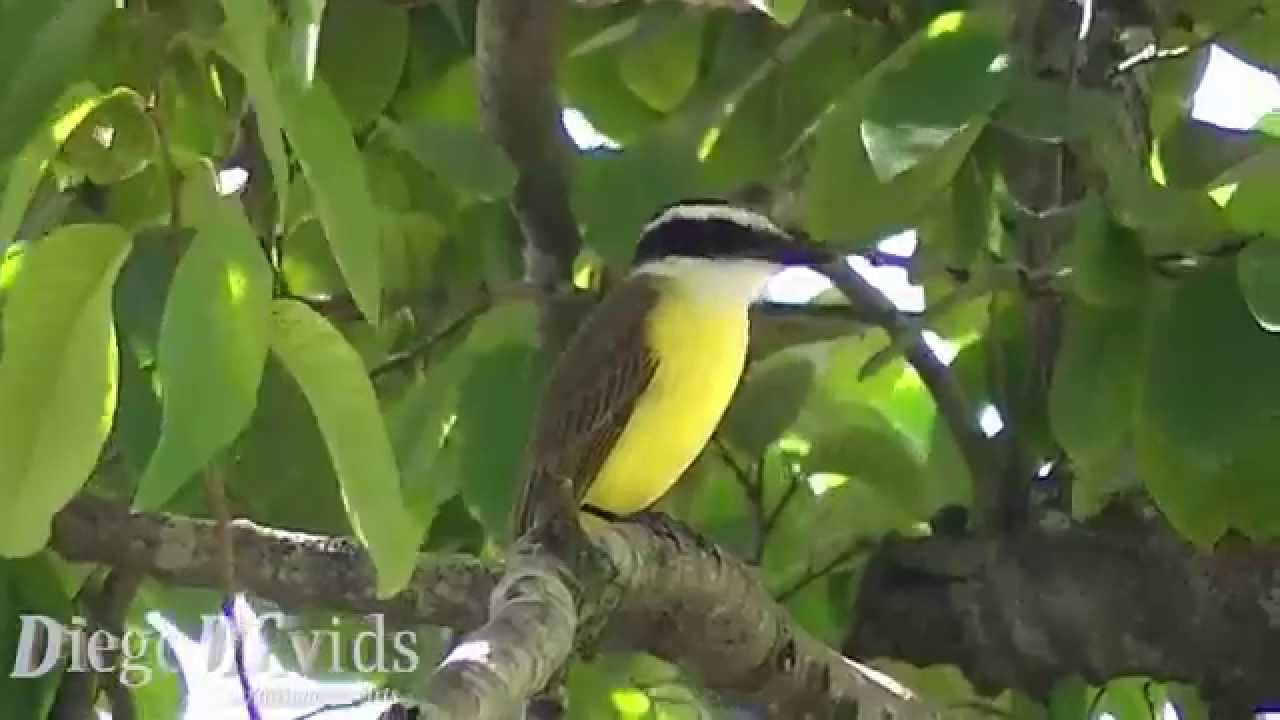 Bem-te-vi Pitangus sulphuratus (Tyrannidae) Great Kiskadee 