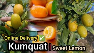 Kumquat Sweet Lemon Fruit Plant Greenland Nursery India, Booking -8918494093