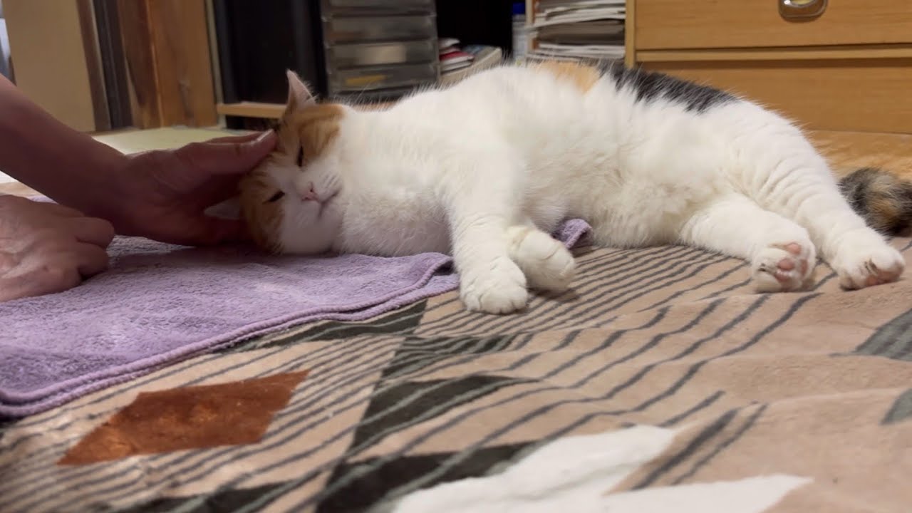 三毛猫】母に愛でられるミケ（2025年6月29日） - YouTube