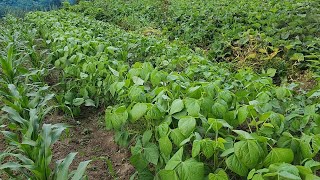 Weeding and pruning the late-planted mung bean and red bean patch