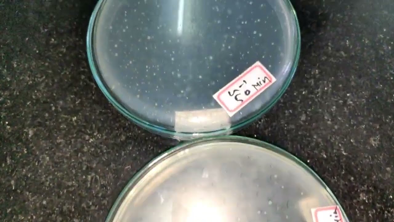 One step growth curve experiment result